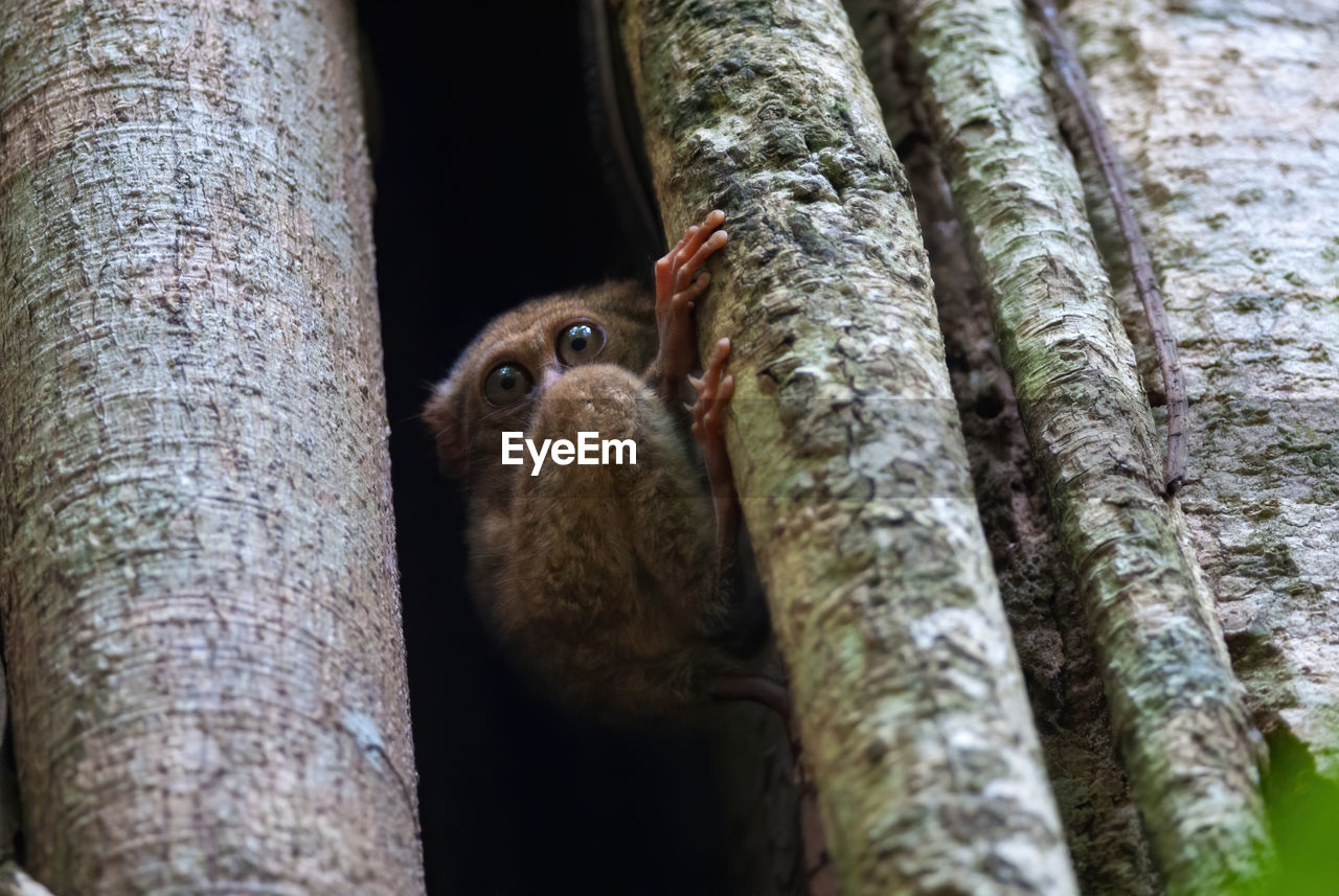 Spectral tarsier - tarsius tarsier in tangkoko batuangus nature reserve