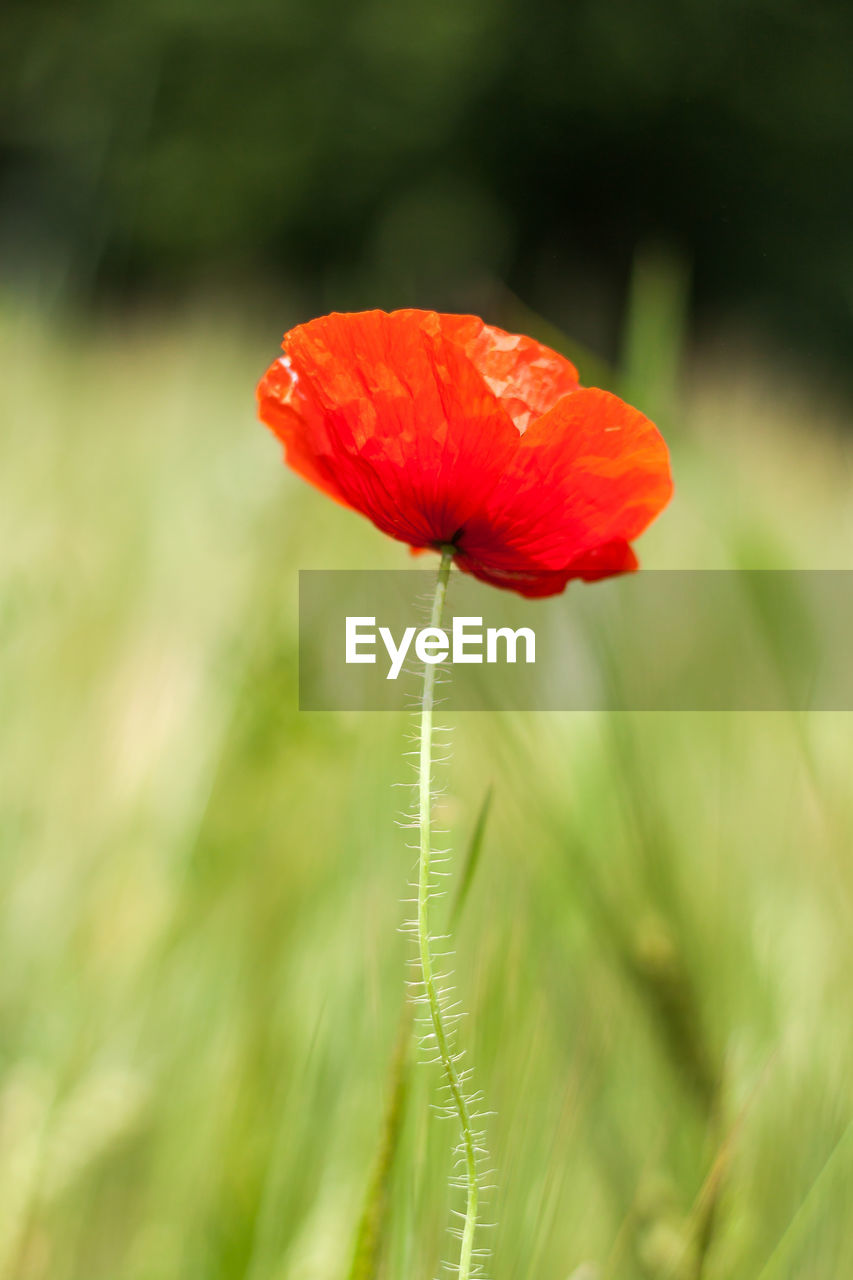 Close-up of red poppy flower in field