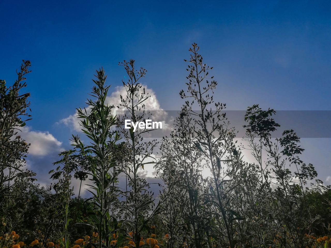 LOW ANGLE VIEW OF TALL TREES AGAINST SKY