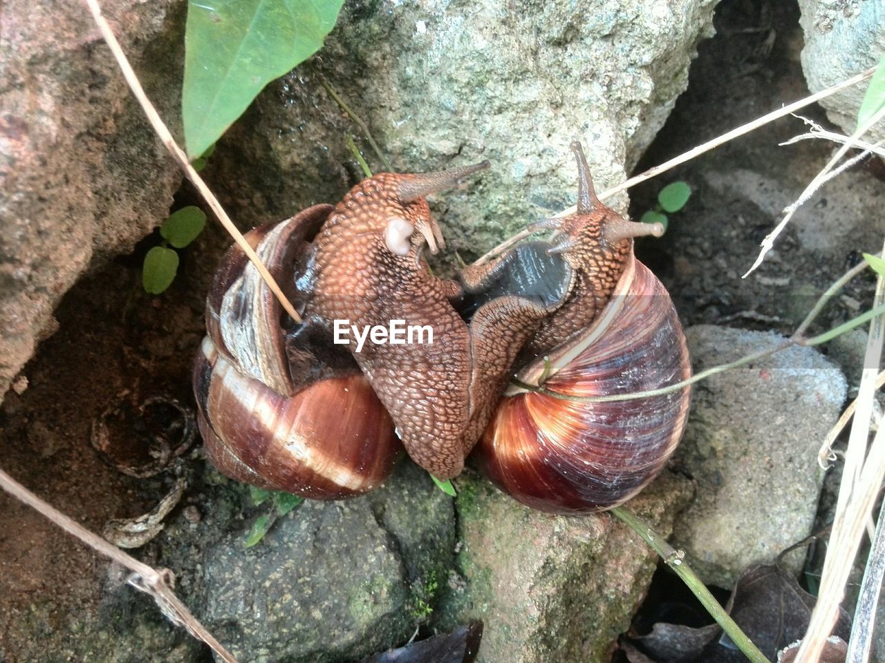 HIGH ANGLE VIEW OF SNAIL