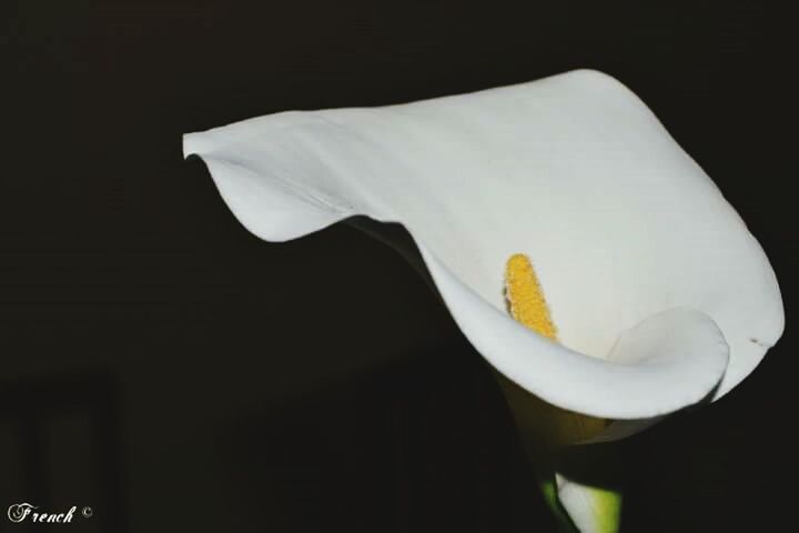 CLOSE-UP OF YELLOW CALLA OVER BLACK BACKGROUND