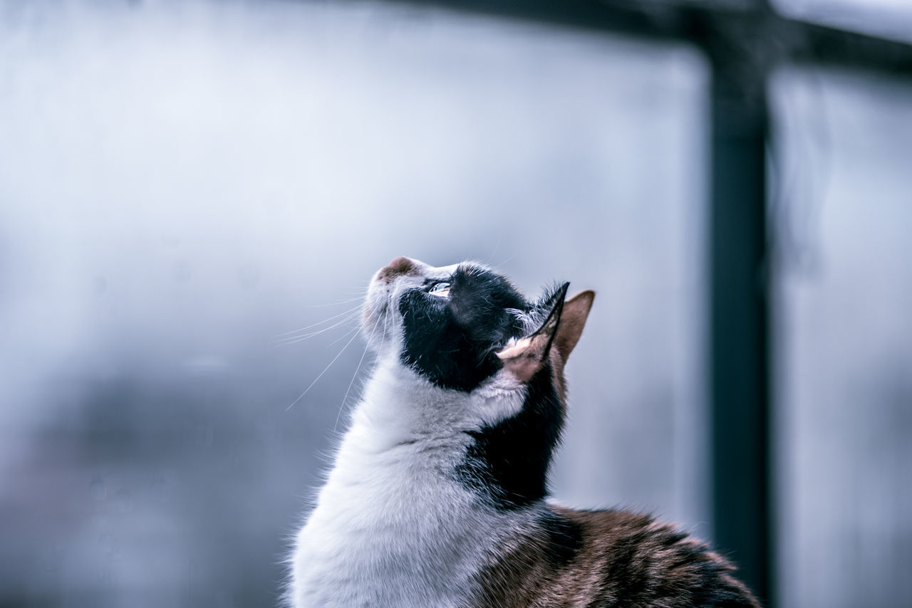 Profile view of cat