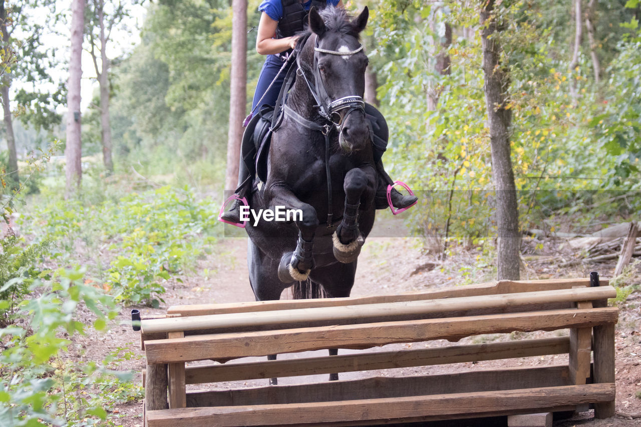 Low section of jockey riding horse over wooden barrier on field