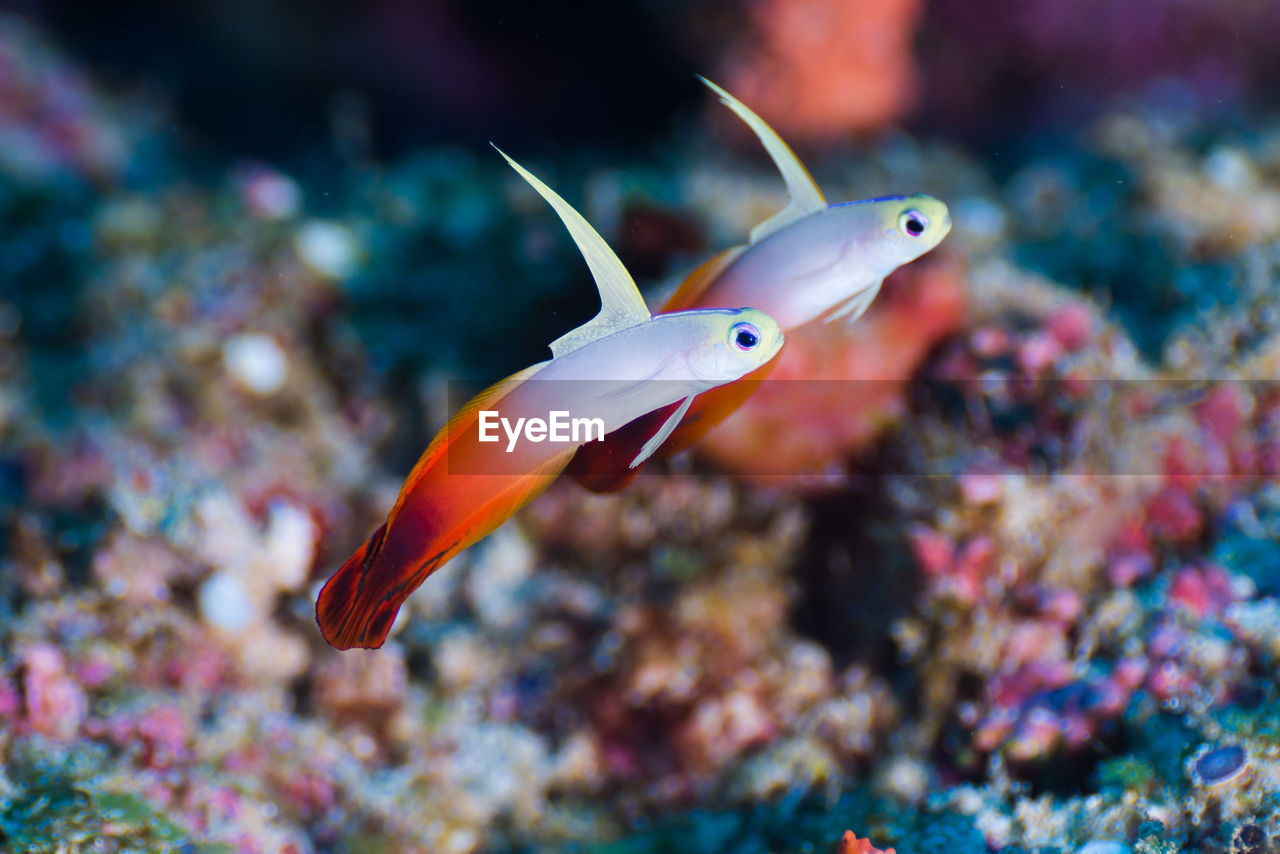 CLOSE-UP OF FISH IN AQUARIUM