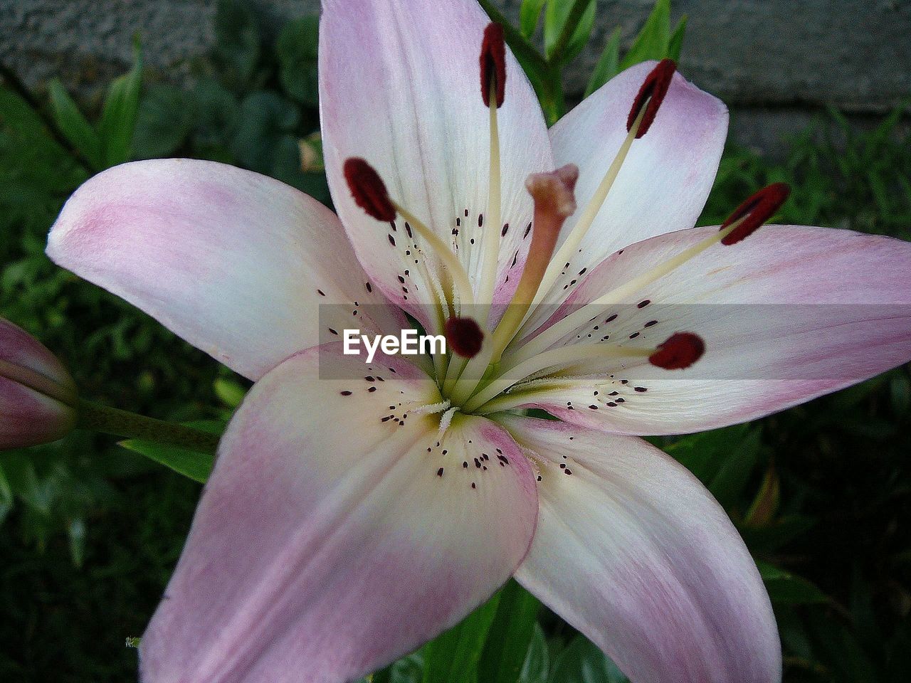 Close-up of pink lily blooming outdoors