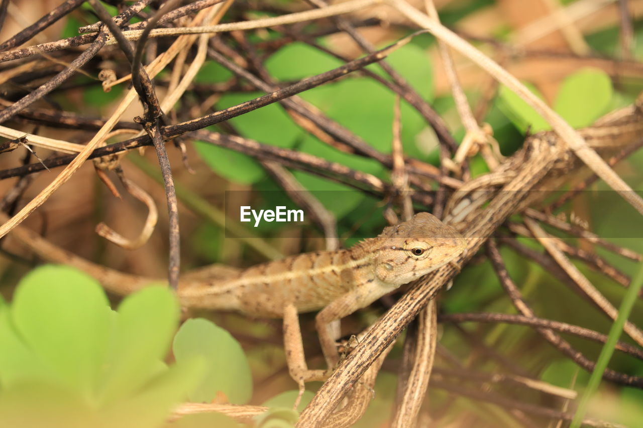 CLOSE-UP OF INSECT ON LEAF