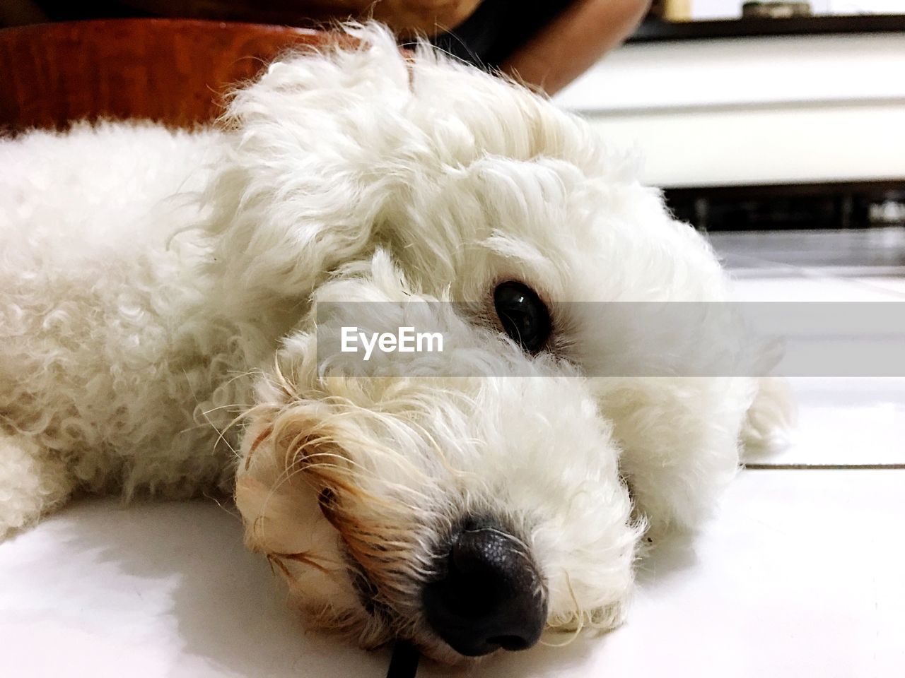 CLOSE-UP OF DOG RELAXING ON WHITE FLOOR