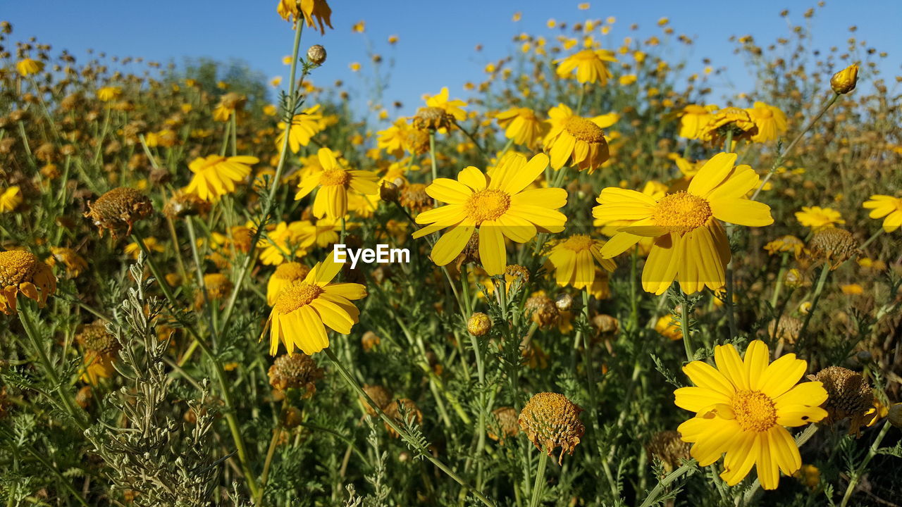 Close-up of yellow flowers blooming in field