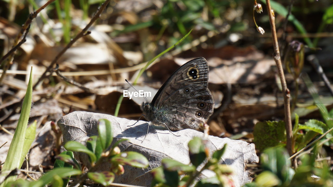 nature, butterfly, animal wildlife, animal themes, wildlife, animal, one animal, plant, moths and butterflies, insect, flower, animal wing, beauty in nature, leaf, plant part, no people, green, macro photography, grass, day, close-up, outdoors, selective focus, land, animal body part, growth, perching, tree