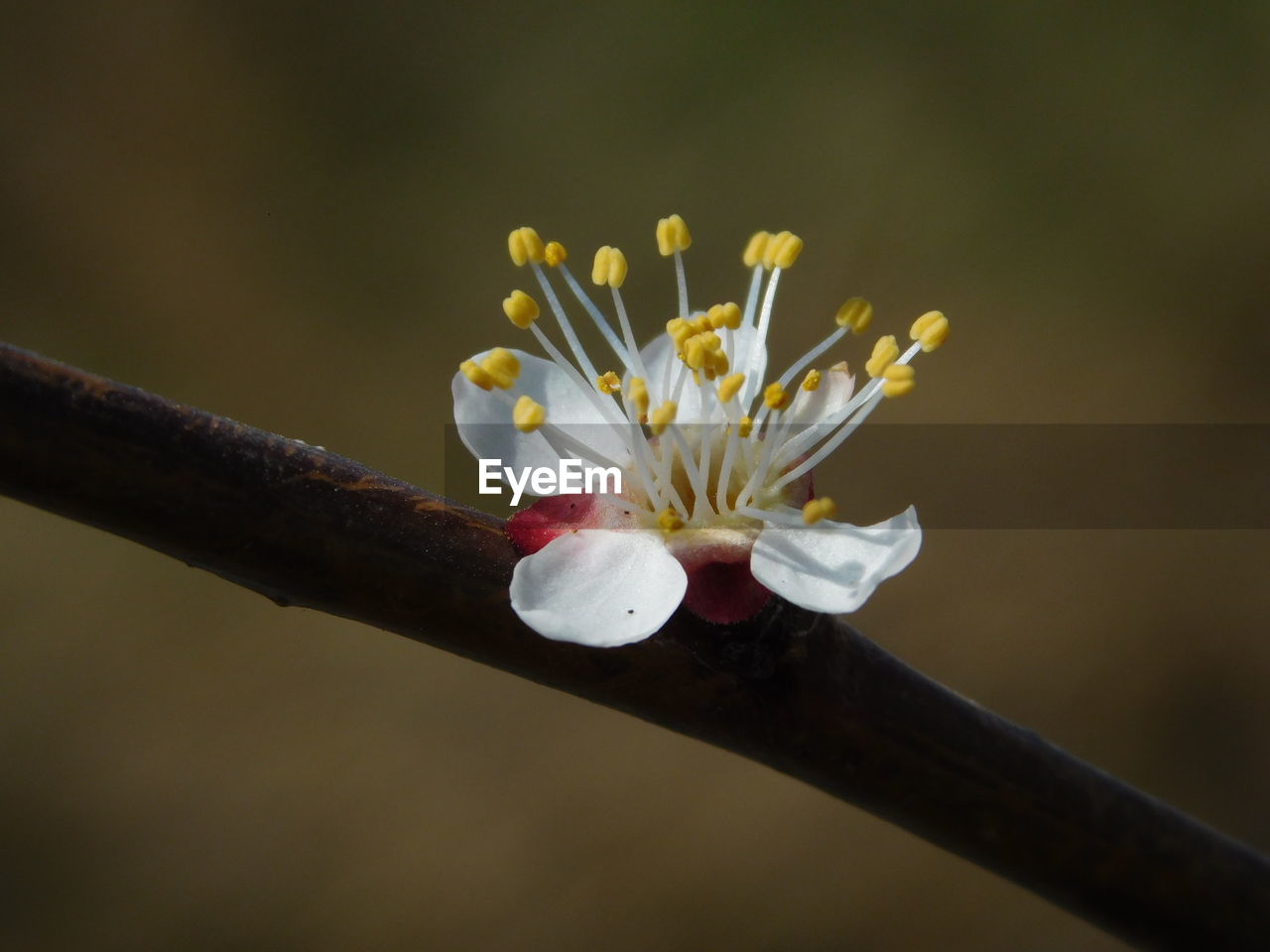 Close-up of cherry blossom on branch