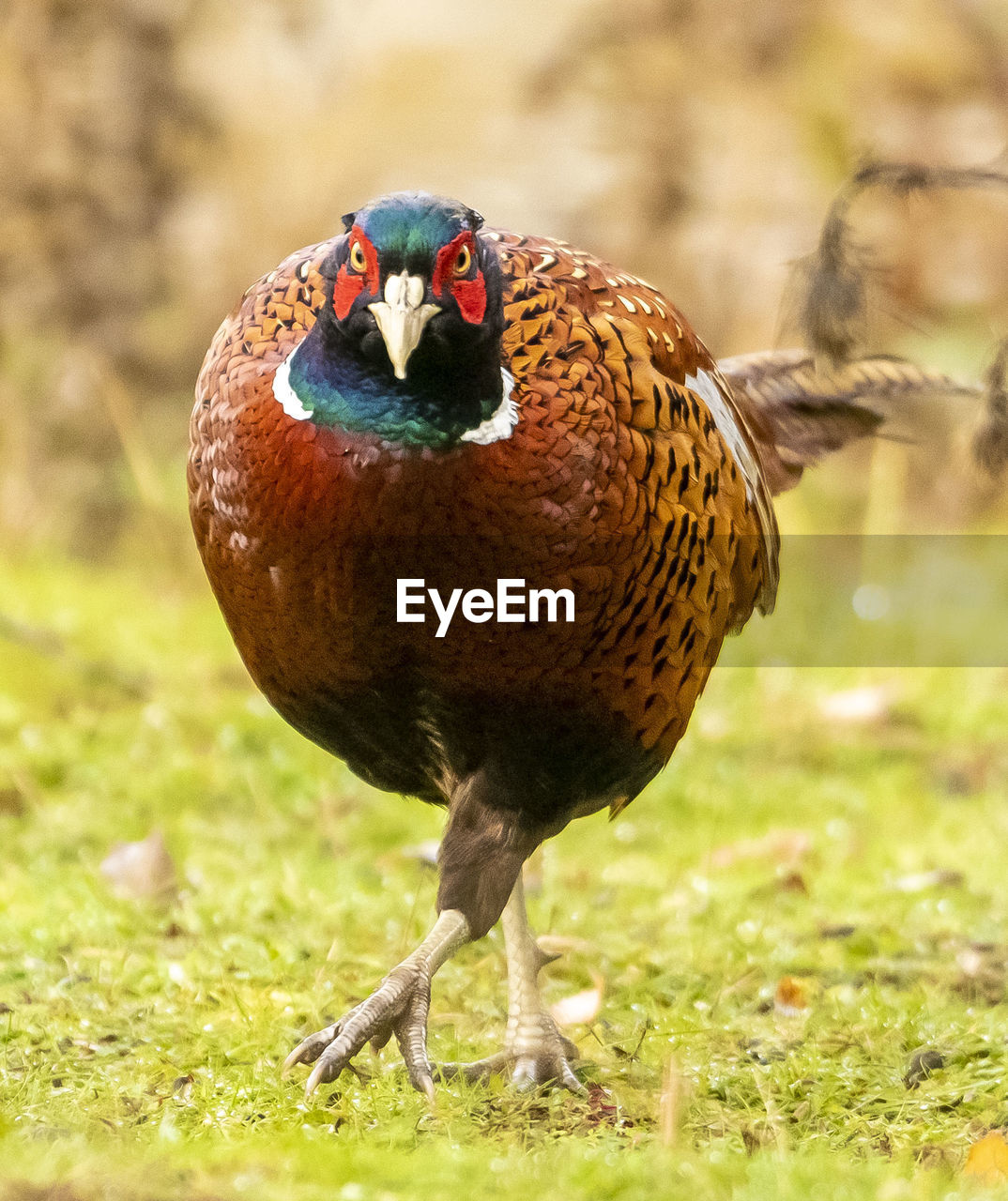 CLOSE-UP OF A DUCK