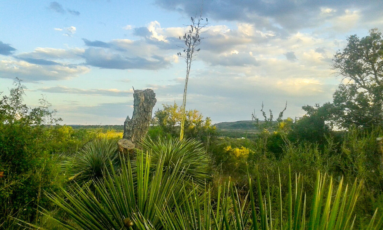 CACTUS GROWING AGAINST SKY