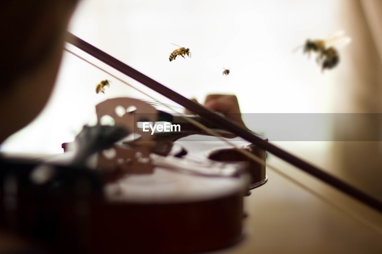 Close-up of honey bee flying on violin