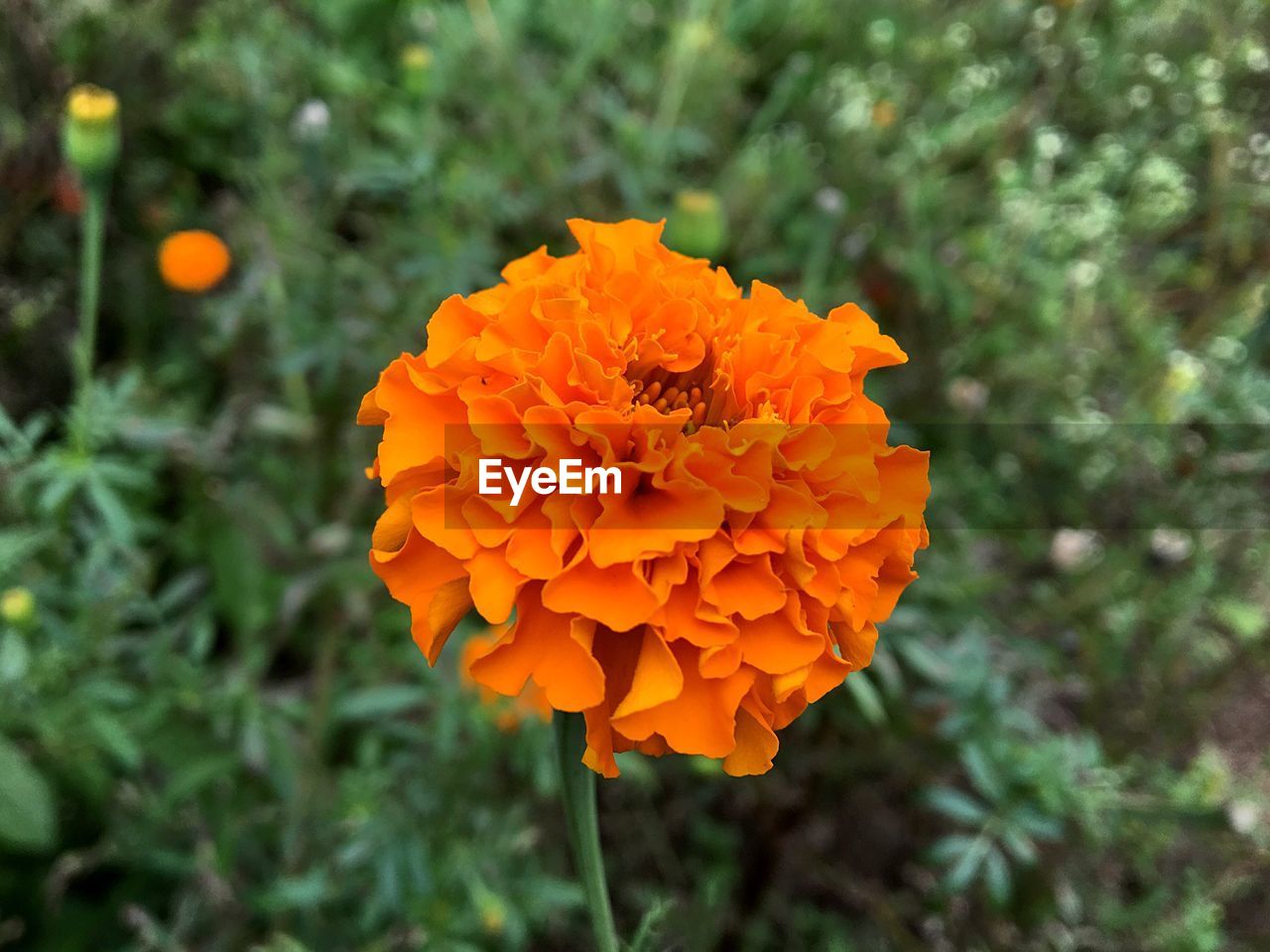 CLOSE-UP OF ORANGE MARIGOLD BLOOMING IN PARK