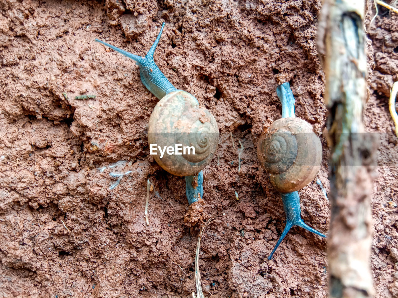 CLOSE-UP OF SNAIL ON MUD