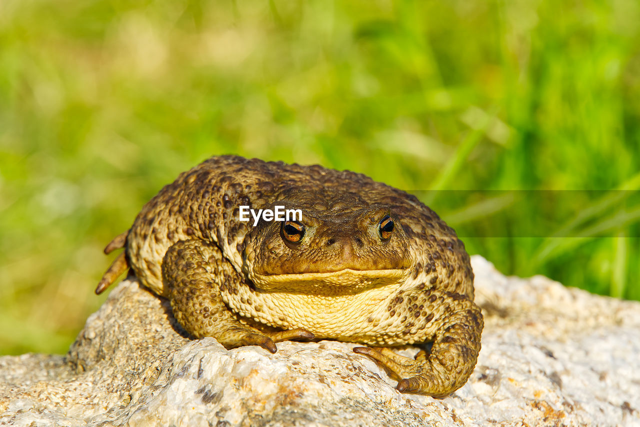 CLOSE-UP OF A FROG