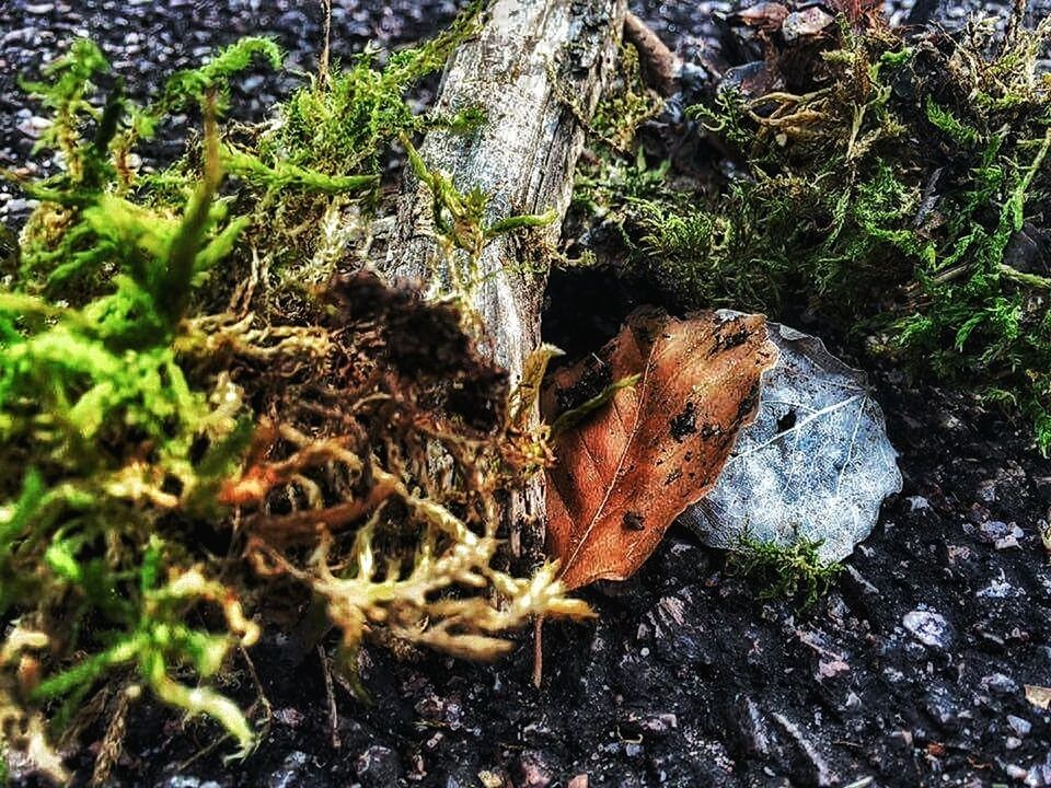 CLOSE-UP OF PLANTS