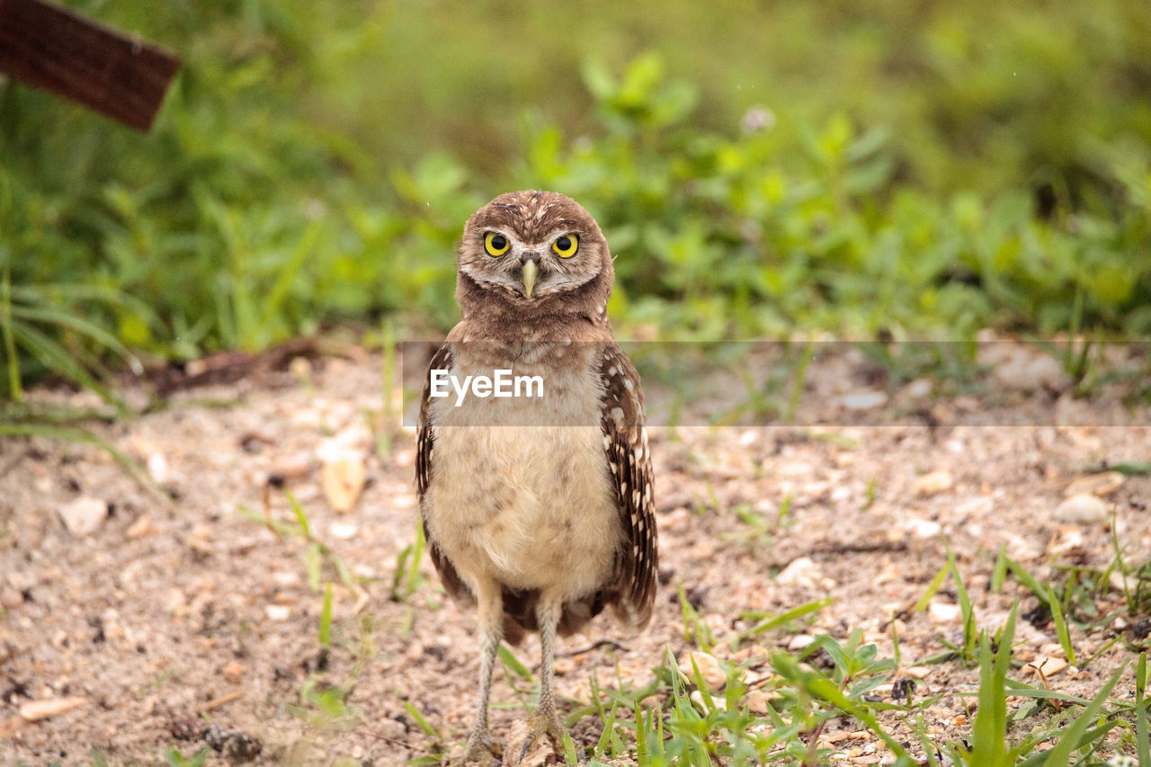 Portrait of burrowing owl perching on field