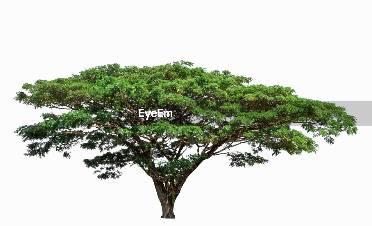 LOW ANGLE VIEW OF PLANT AGAINST CLEAR SKY