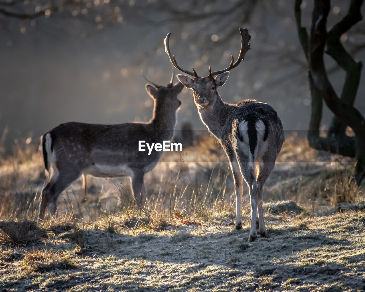 DEER IN A FIELD