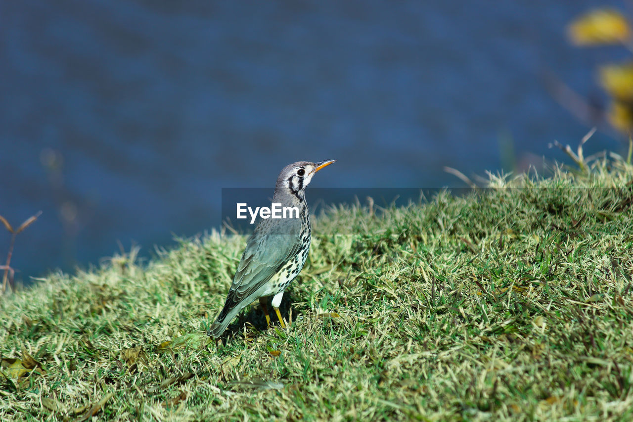 Groundscraper thrush bird on grassy riverbank psophocichla litsitsirupa