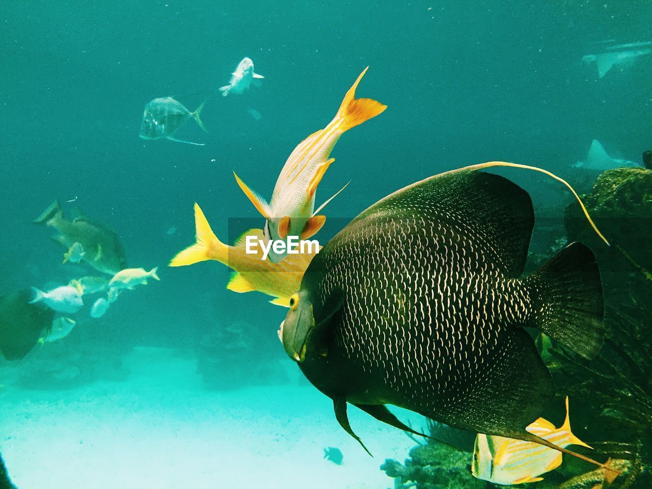 Close-up of fish swimming in sea