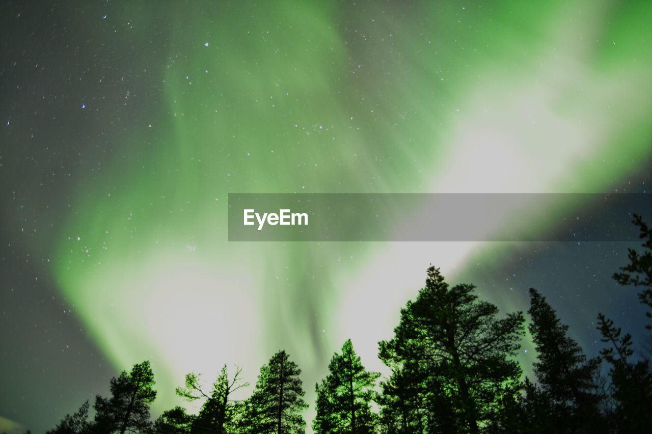 Low angle view of trees against sky at night