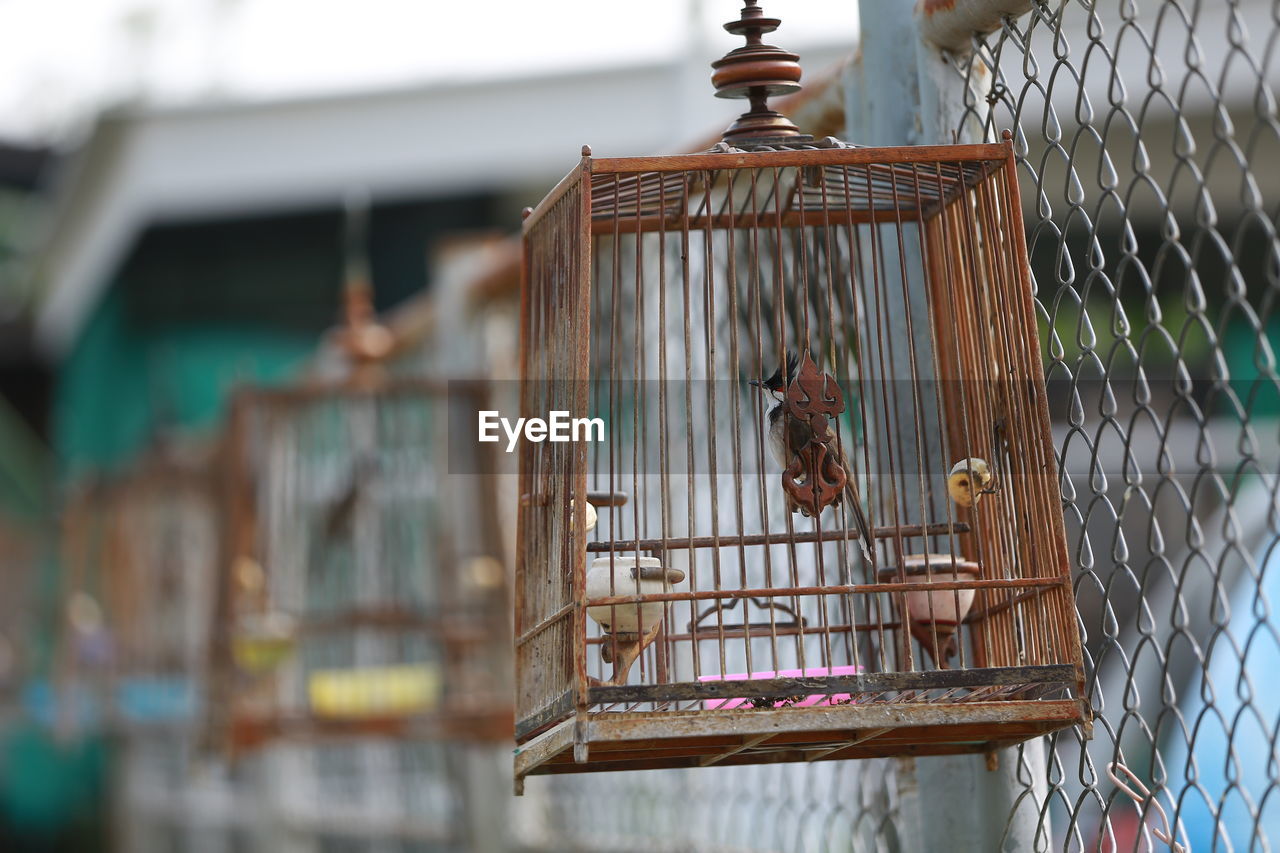 BIRD PERCHING ON METAL IN CAGE