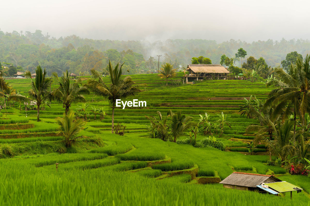 Scenic view of agricultural field