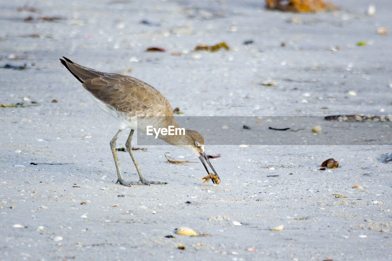 CLOSE-UP OF DUCK ON SAND