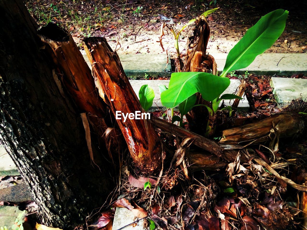 CLOSE-UP OF DRY LEAVES ON TREE TRUNK