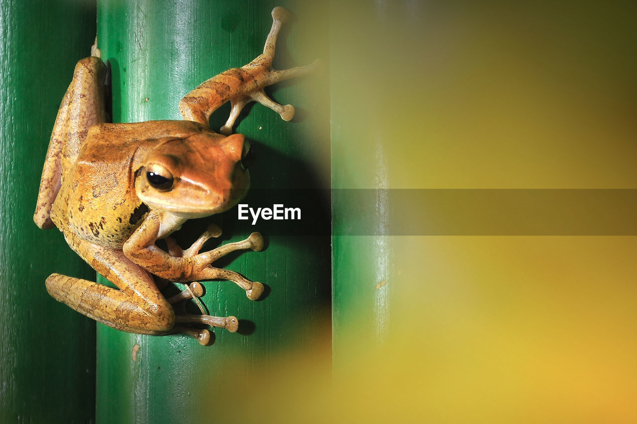 Close-up of frog on metal door