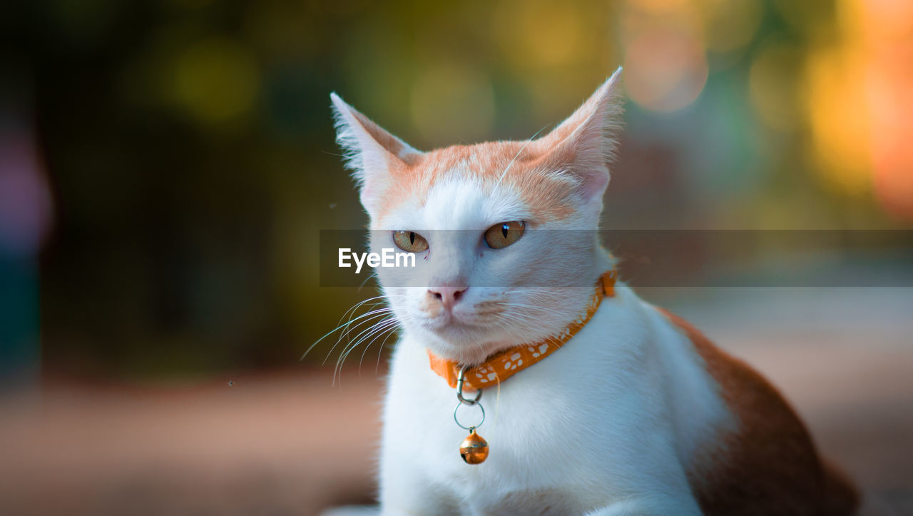 CLOSE-UP OF A CAT