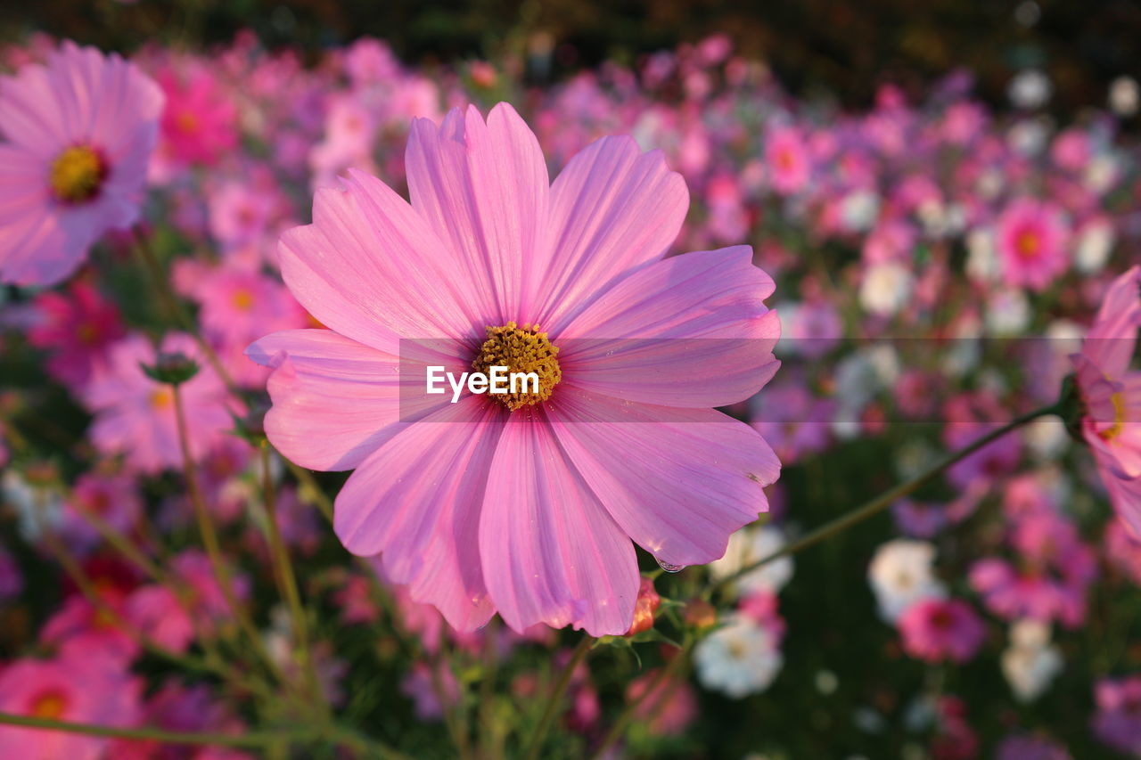 CLOSE-UP OF PINK COSMOS