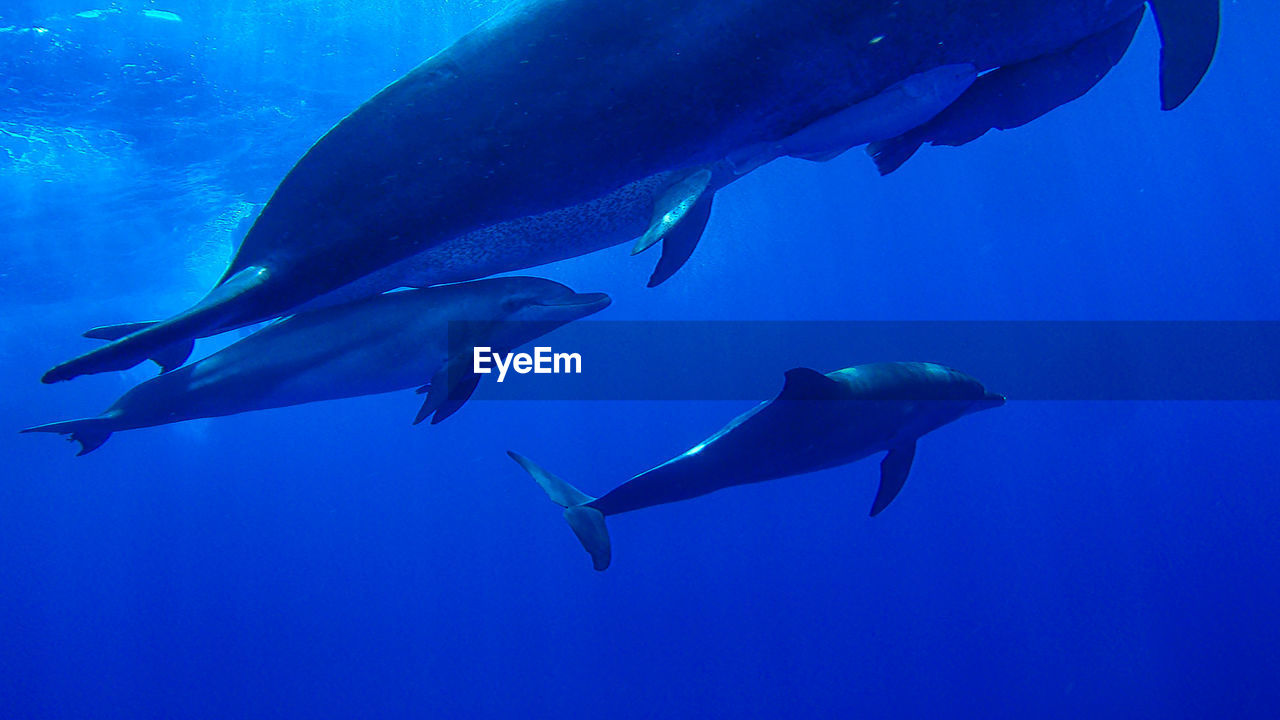 Low angle view of dolphins underwater