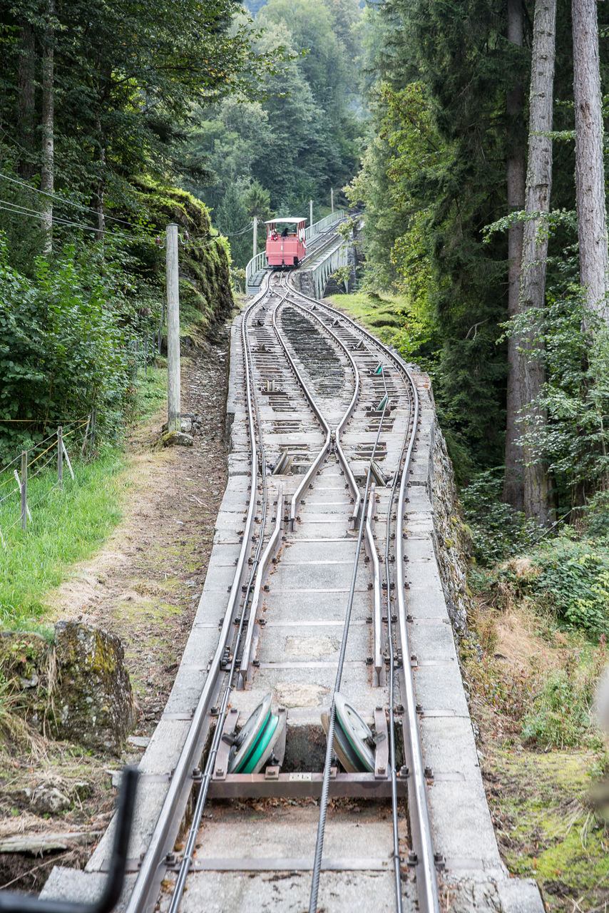 TRAIN PASSING THROUGH FOREST