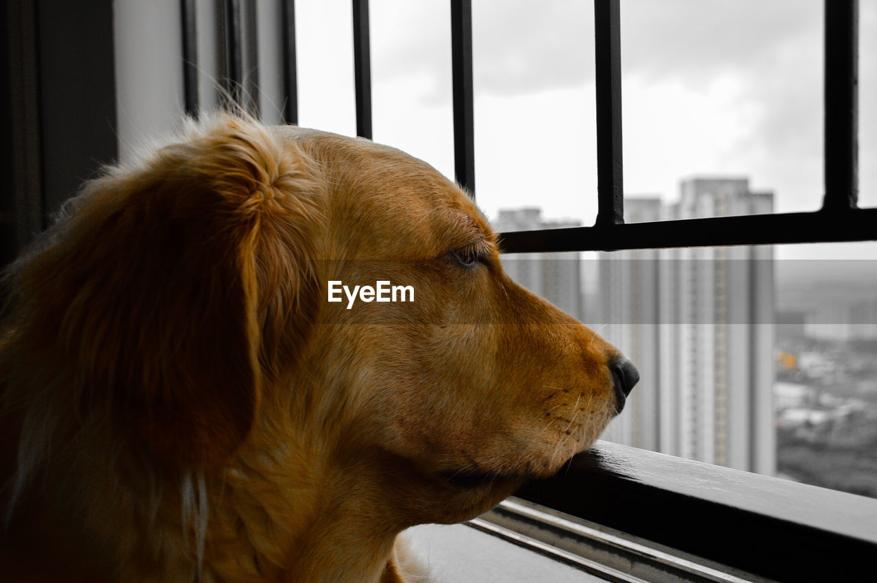 Close-up of dog looking through window