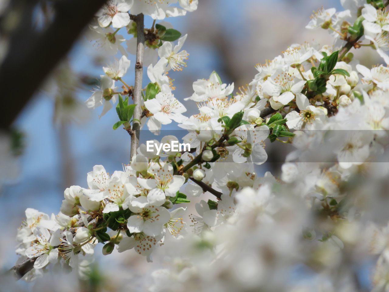 Close-up of white cherry blossom tree