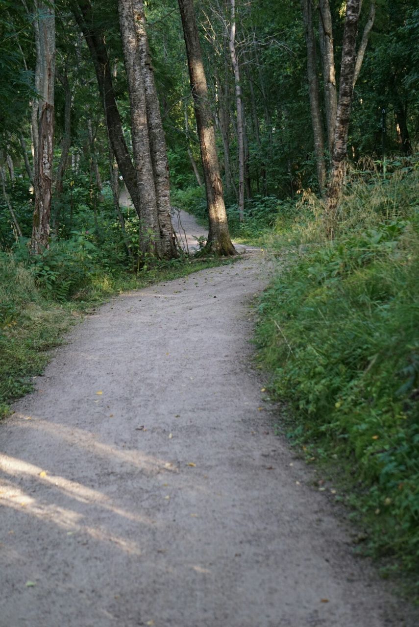 ROAD PASSING THROUGH FOREST