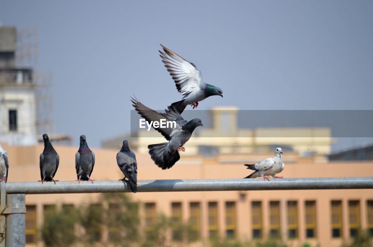 Pigeons flying against the sky