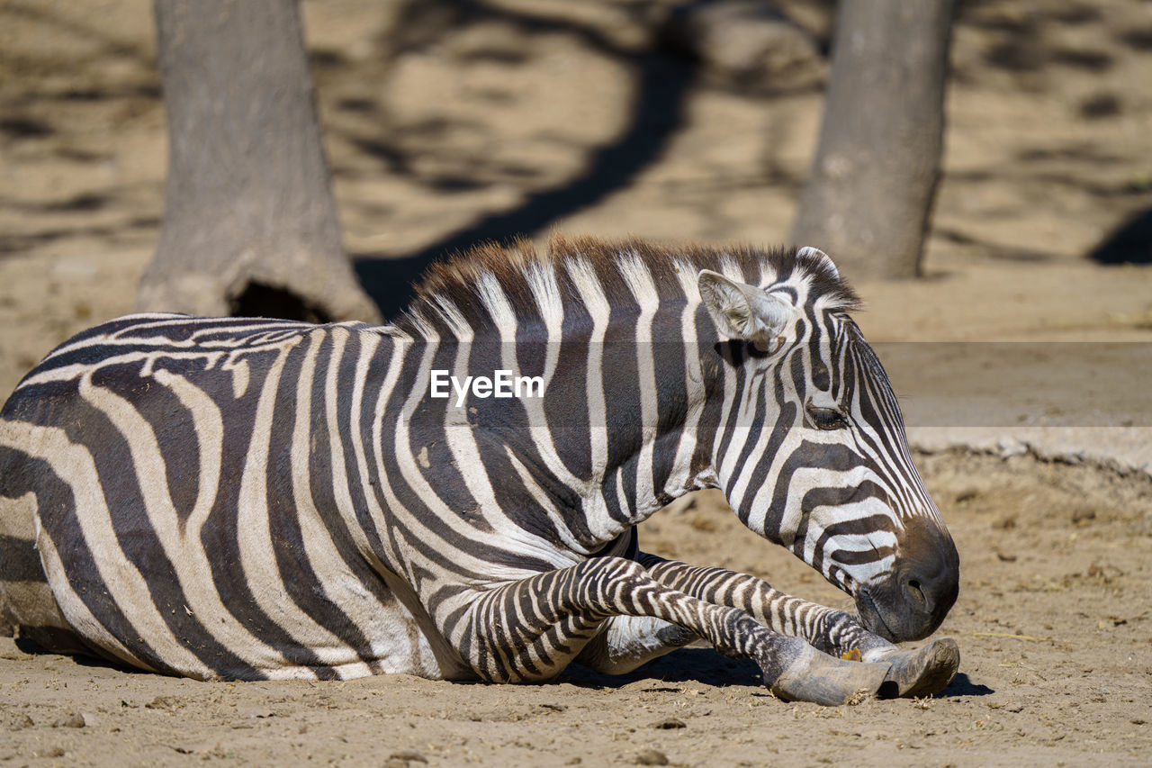 animal themes, animal, animal wildlife, striped, zebra, wildlife, mammal, zoo, one animal, nature, no people, safari, land, outdoors, travel destinations, tourism, day, focus on foreground, domestic animals