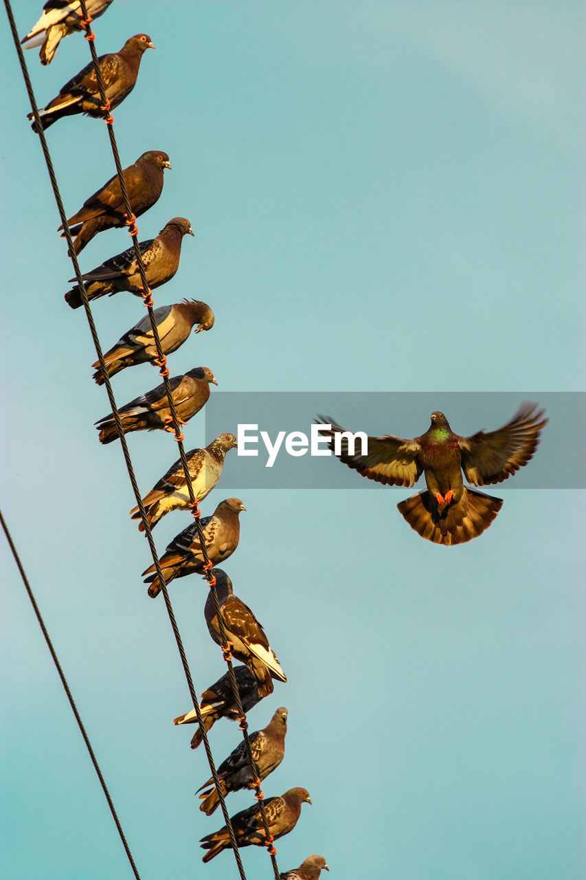 Low angle view of birds flying against clear sky