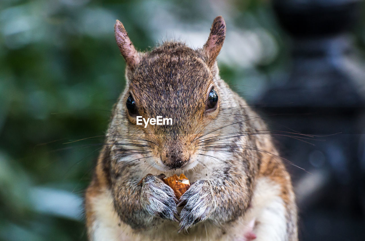 Close-up portrait of a squirrel