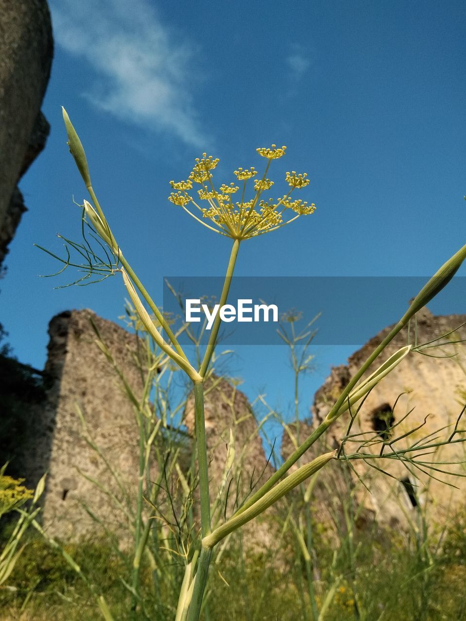 plant, sky, nature, blue, flower, no people, grass, land, day, outdoors, growth, beauty in nature, tree, flowering plant, landscape, cloud, low angle view, wildflower, clear sky, field, scenics - nature, travel destinations, environment