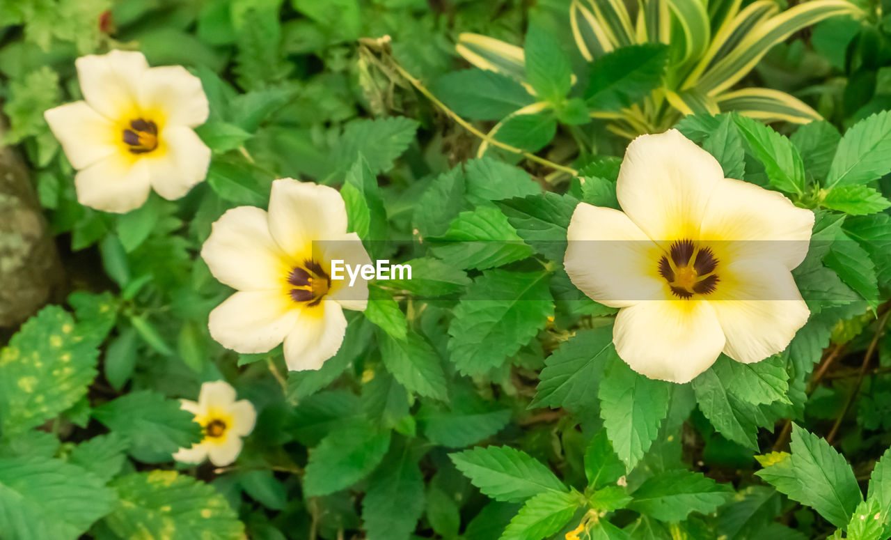 plant, flowering plant, flower, freshness, beauty in nature, flower head, inflorescence, yellow, growth, plant part, close-up, nature, green, petal, leaf, fragility, wildflower, no people, outdoors, botany, focus on foreground, springtime, high angle view, pansy, day, white, blossom