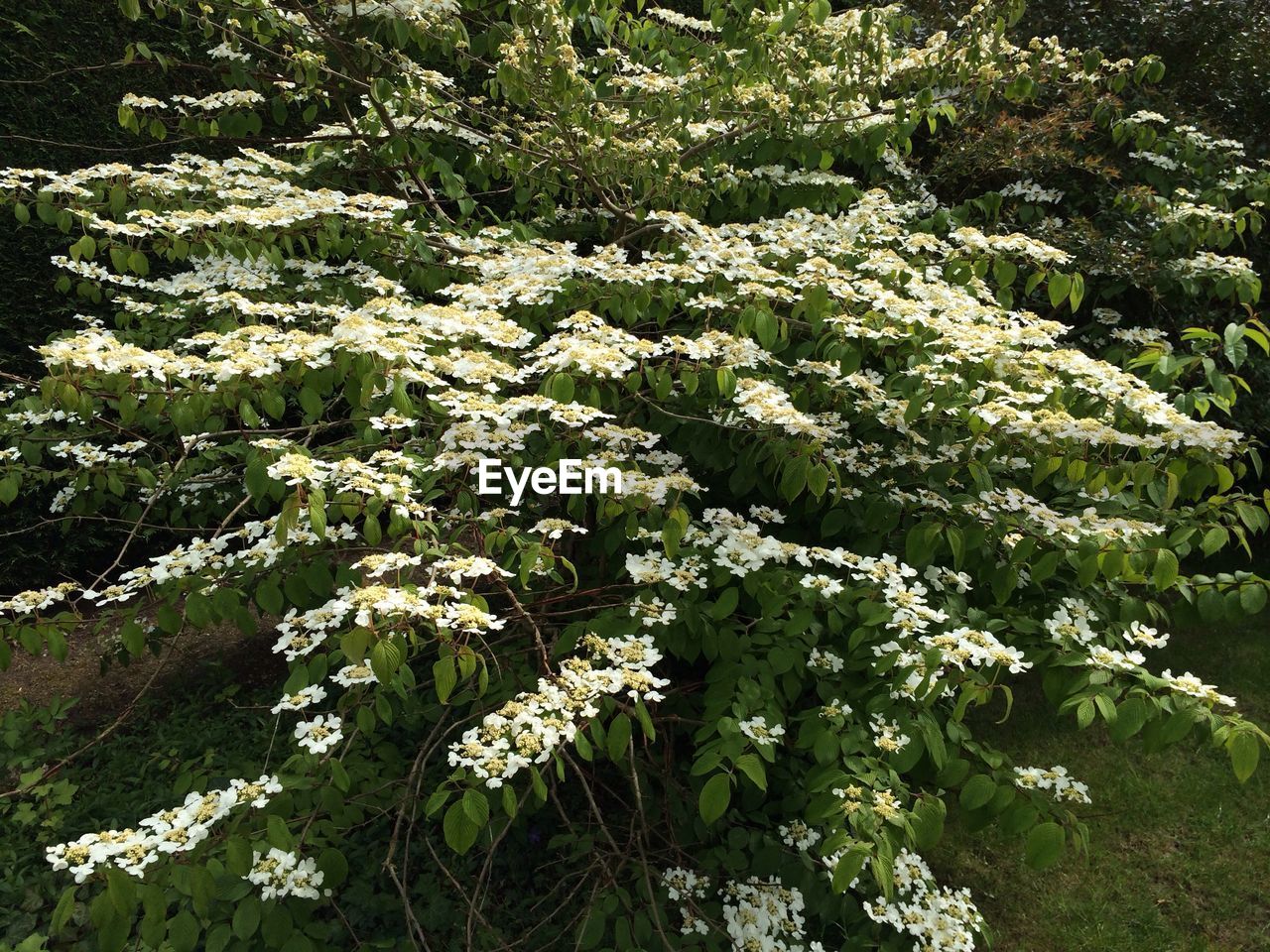 CLOSE-UP OF WHITE FLOWERING PLANT LEAVES