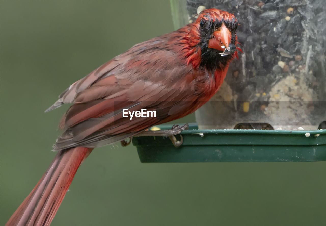 close-up of bird perching on feeder