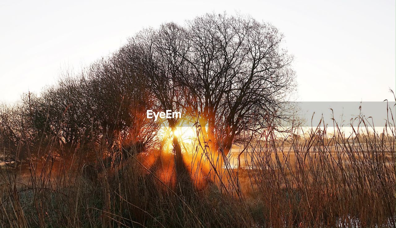 SUNLIGHT FALLING ON BARE TREES ON FIELD DURING SUNSET