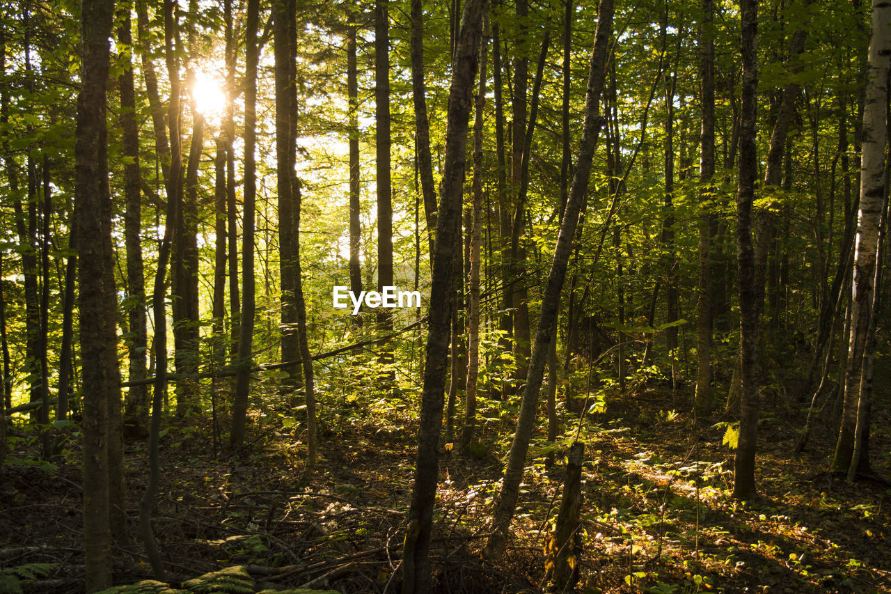 SUNLIGHT STREAMING THROUGH TREE IN FOREST