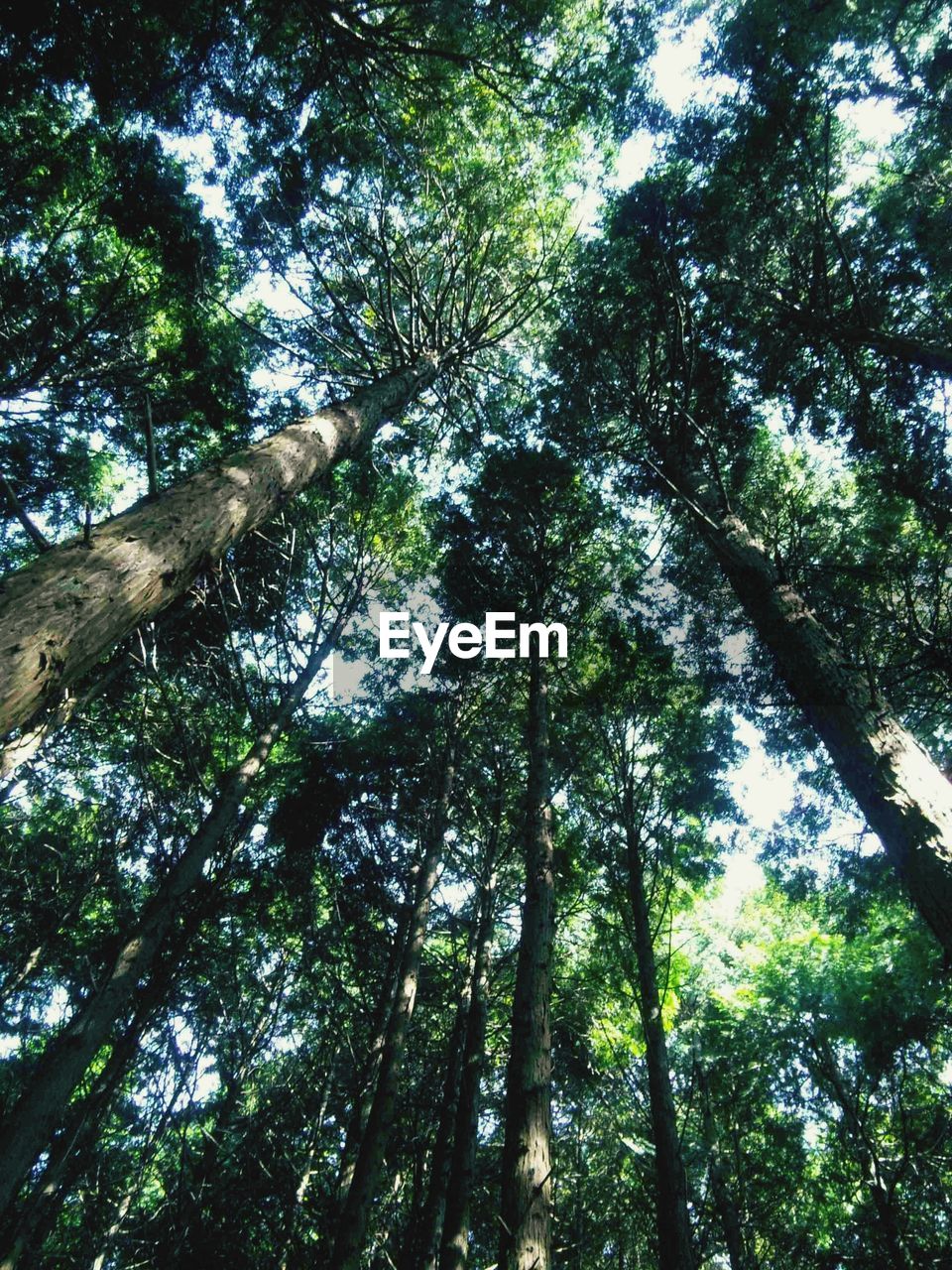 Low angle view of bamboo trees in forest